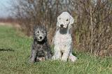 BEDLINGTON TERRIER 206